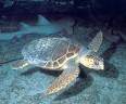 Alistan programa de protección de tortugas marinas en Cuba
